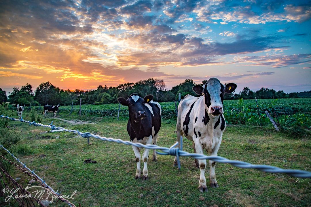 OhioGroselleFarm2015-10.jpg