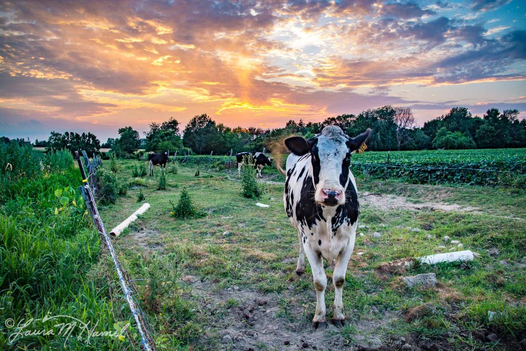 OhioGroselleFarm2015-15.jpg