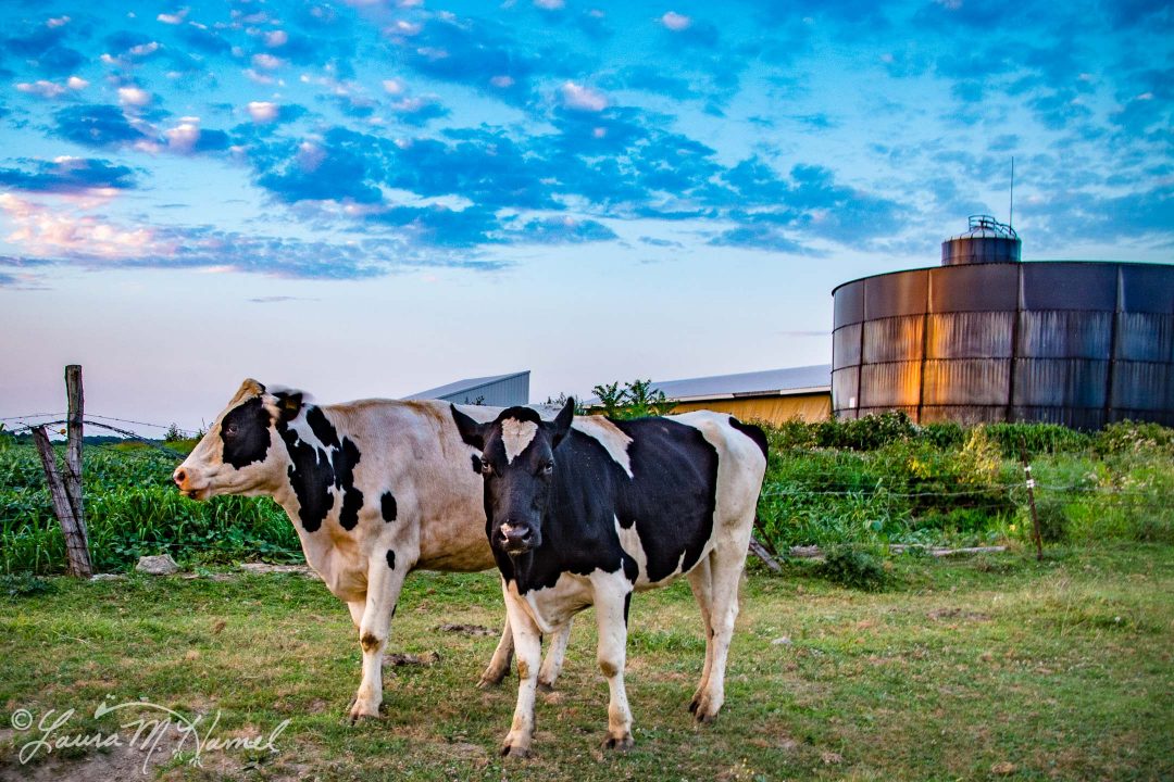 OhioGroselleFarm2015-16.jpg