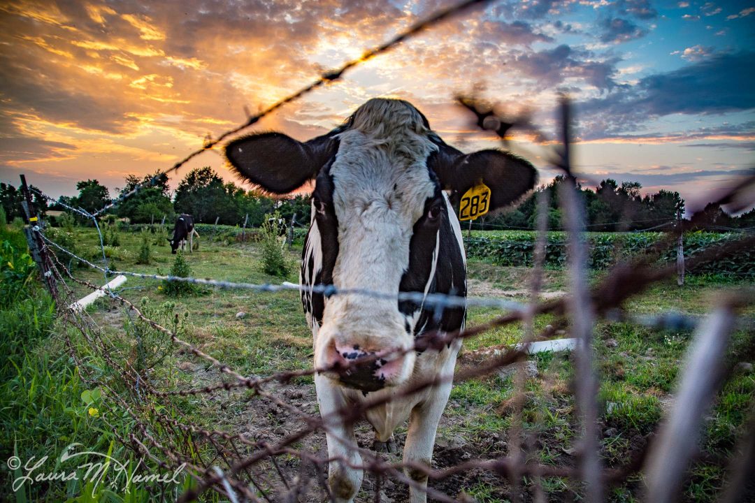 OhioGroselleFarm2015-17.jpg
