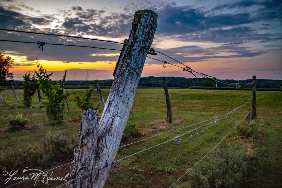 OhioGroselleFarm2015-38.jpg