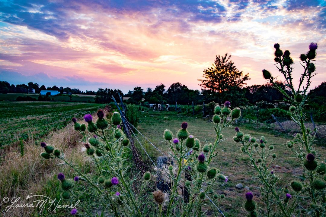 OhioGroselleFarm2015-7.jpg