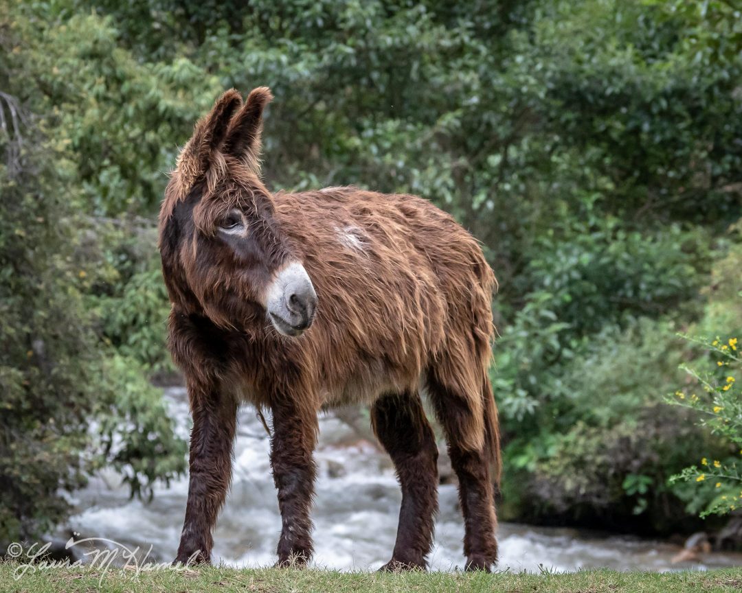 Peru201819-101.jpg