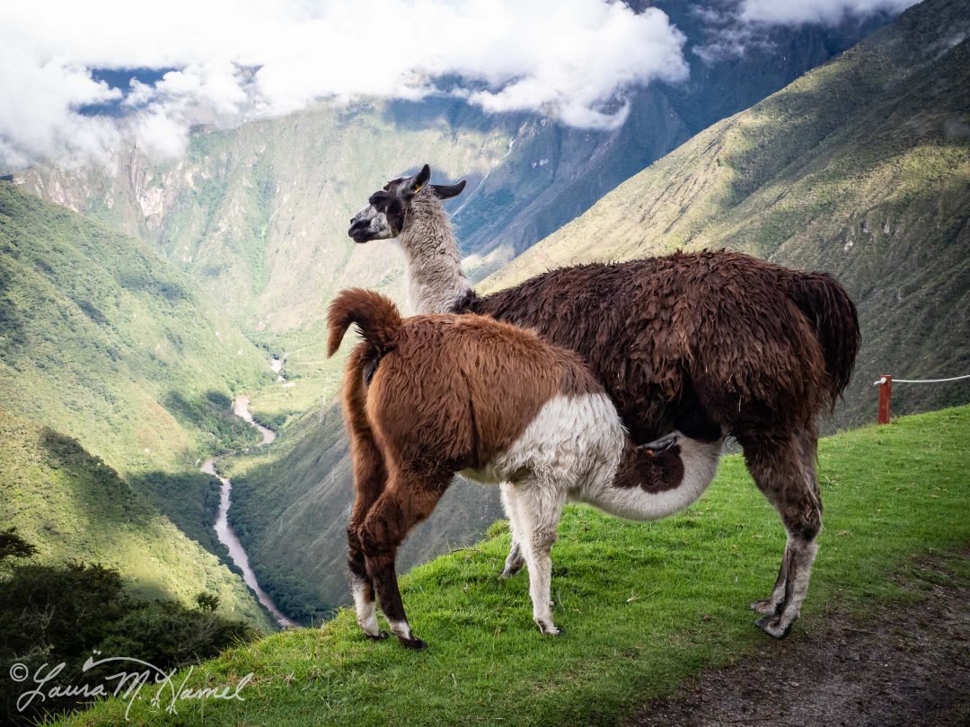 Peru201819-148.jpg