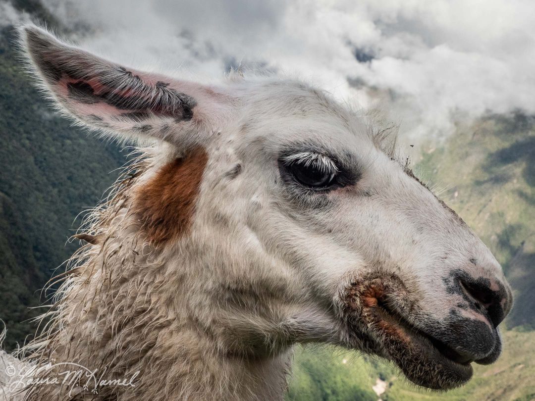 Peru201819-150.jpg