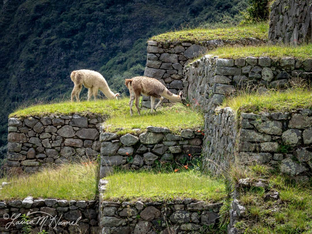 Peru201819-174.jpg