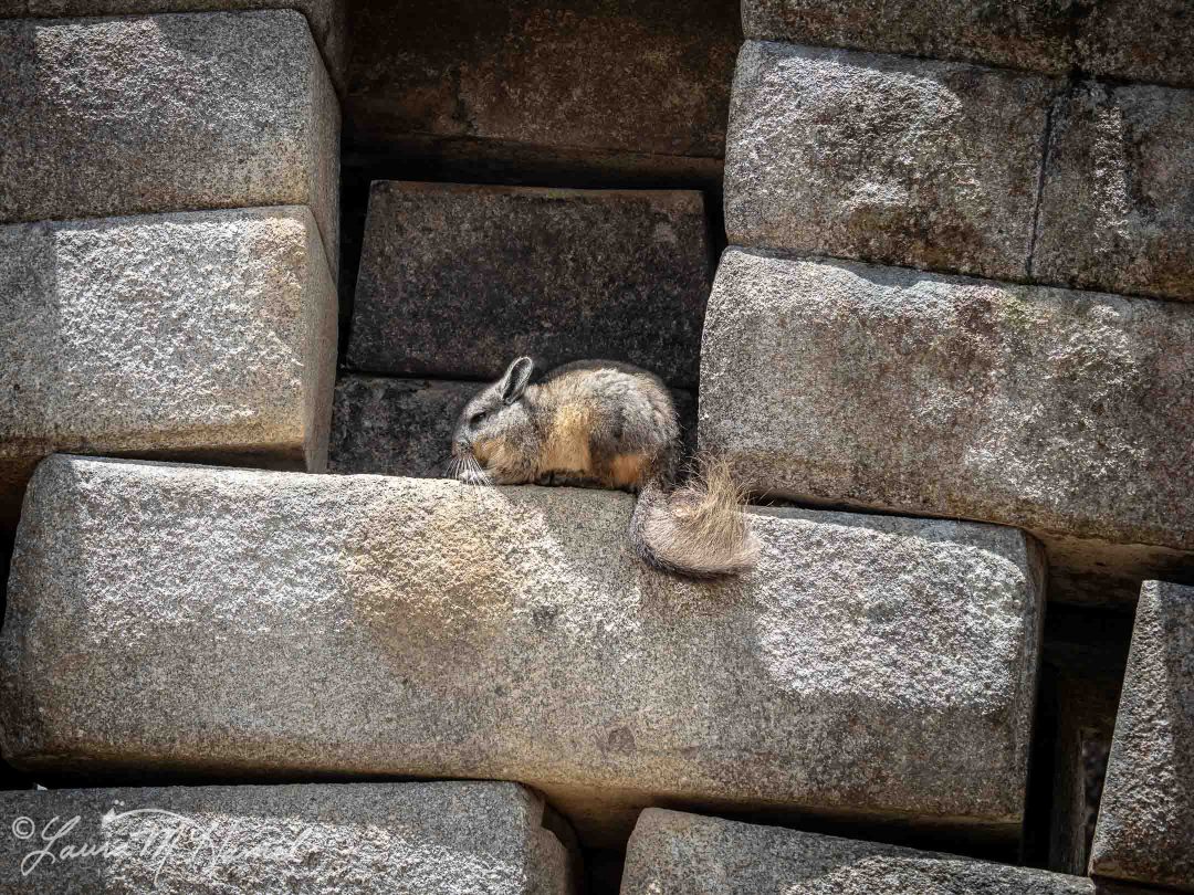 Peru201819-181.jpg