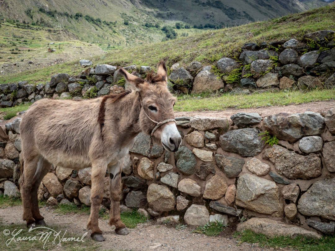 Peru201819-90.jpg