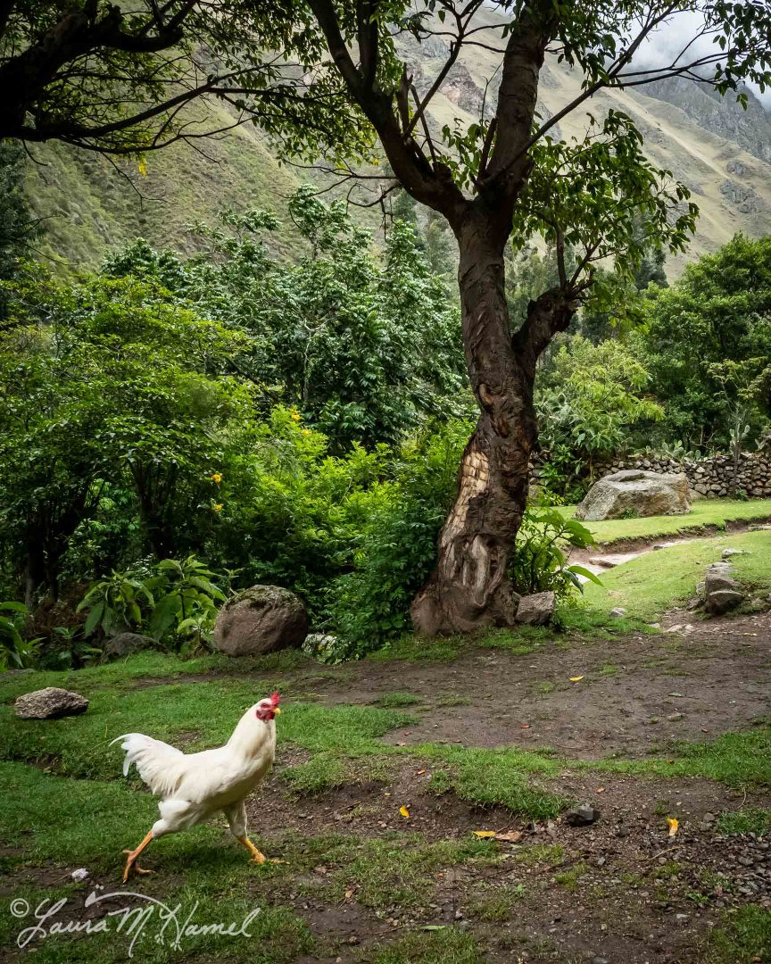 Peru201819-98.jpg
