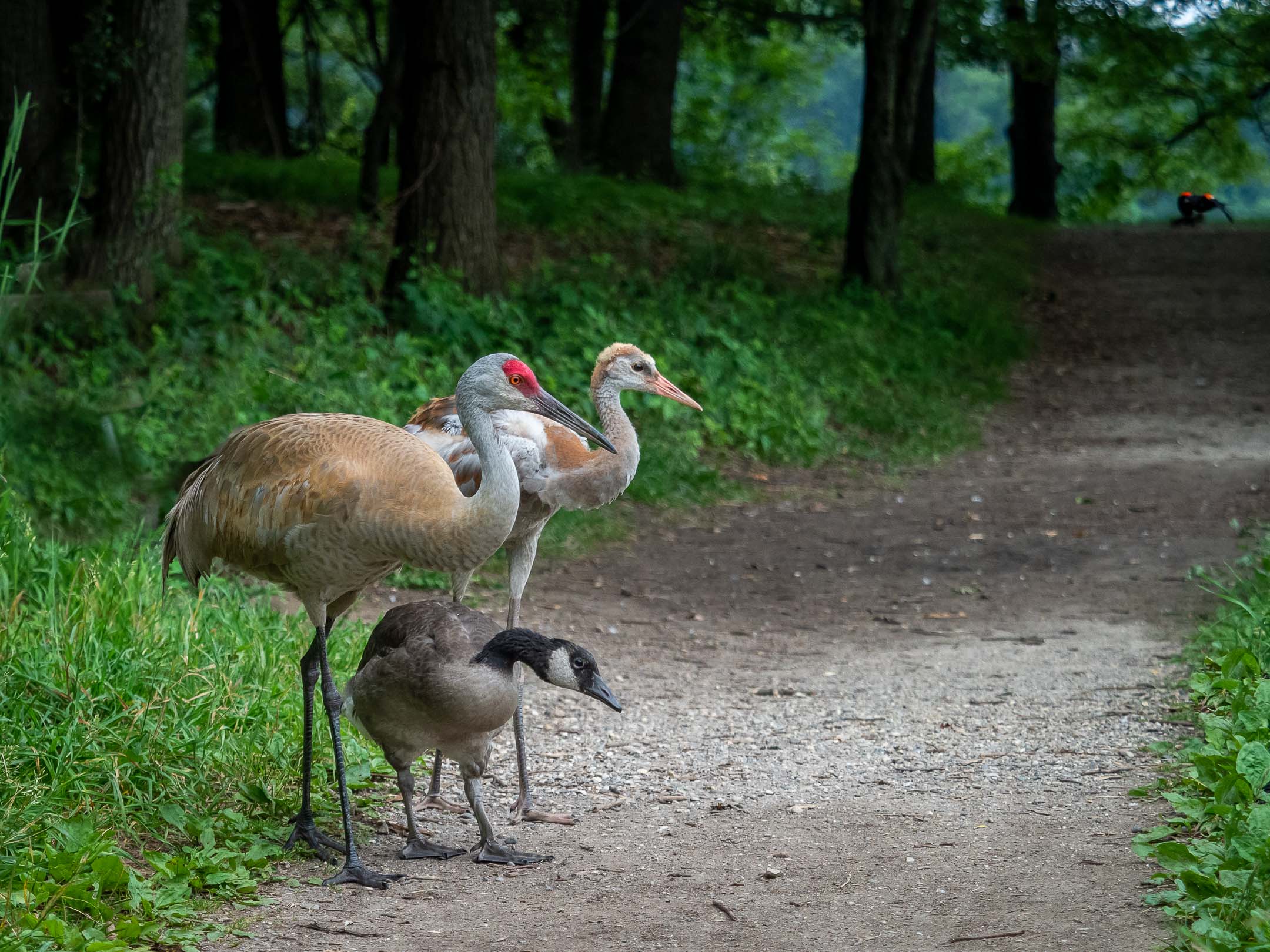 Milford Mixed Family