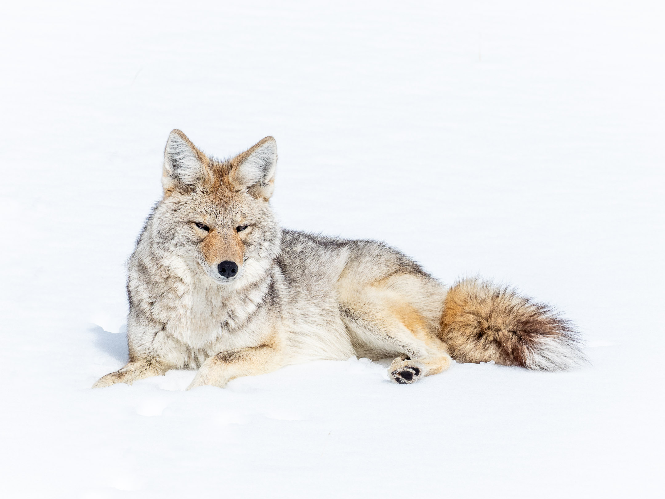 Yellowstone Winter 2024